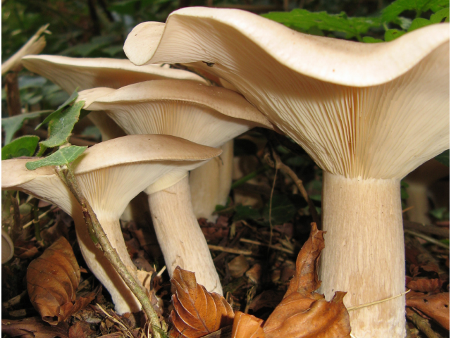 Мицелий Говорушки подогнутой / Говорушка рыжая (Clitocybe geotropa)